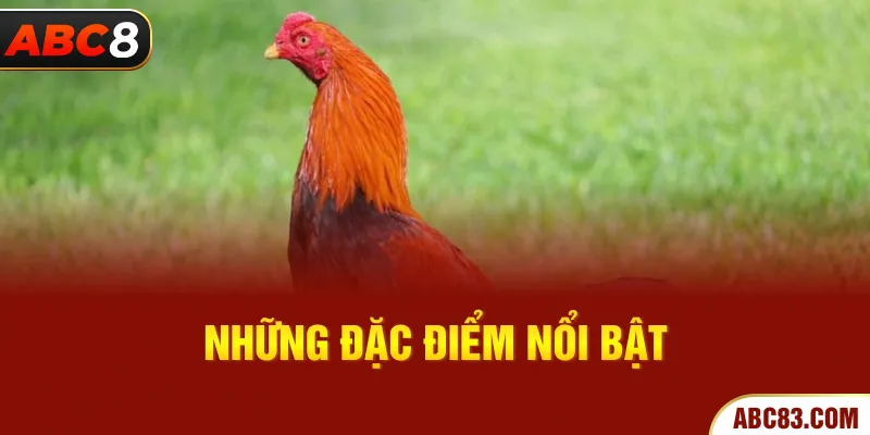 Những đặc điểm nổi bật